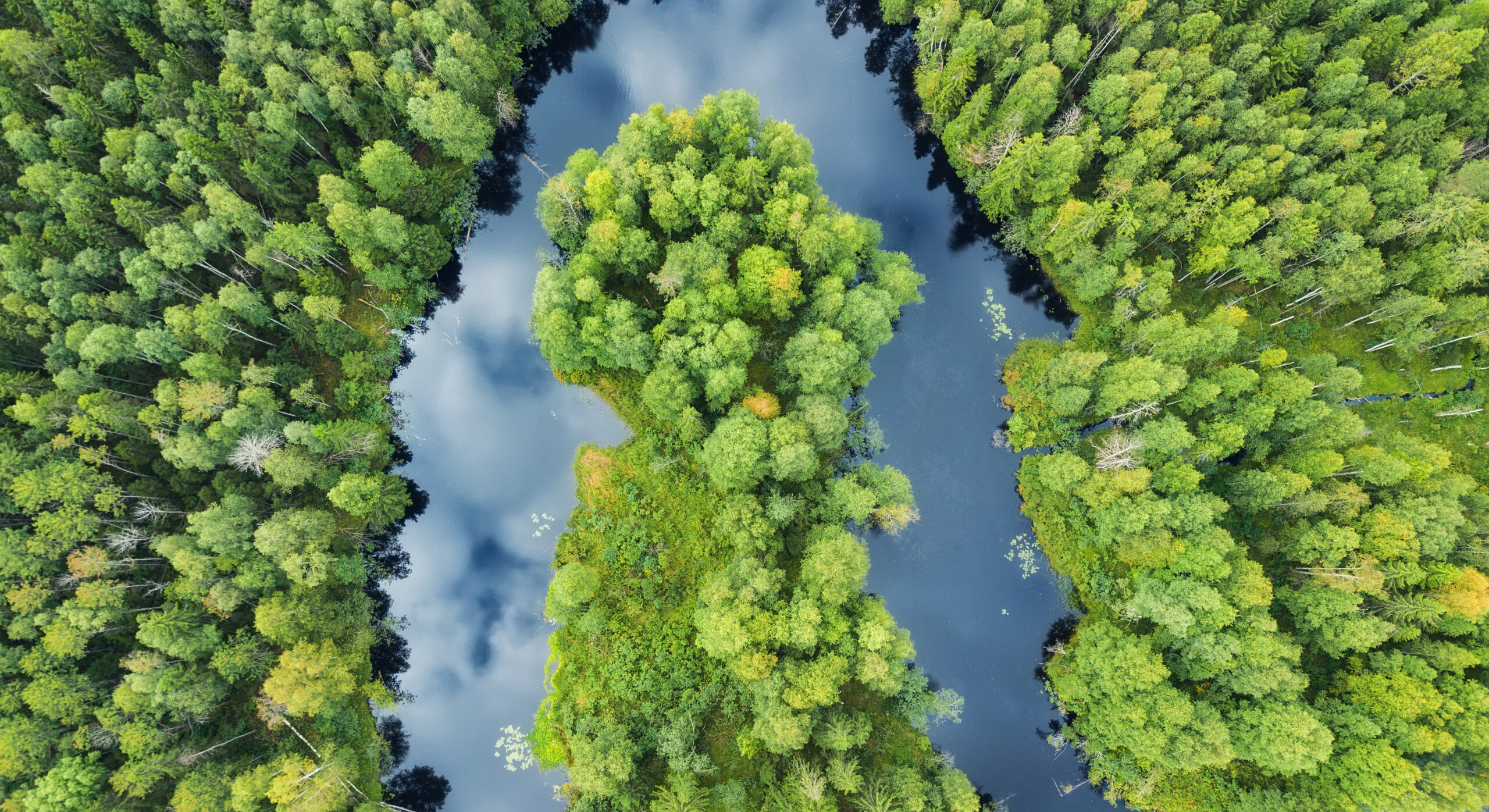 Aerial view of forest and river landscape