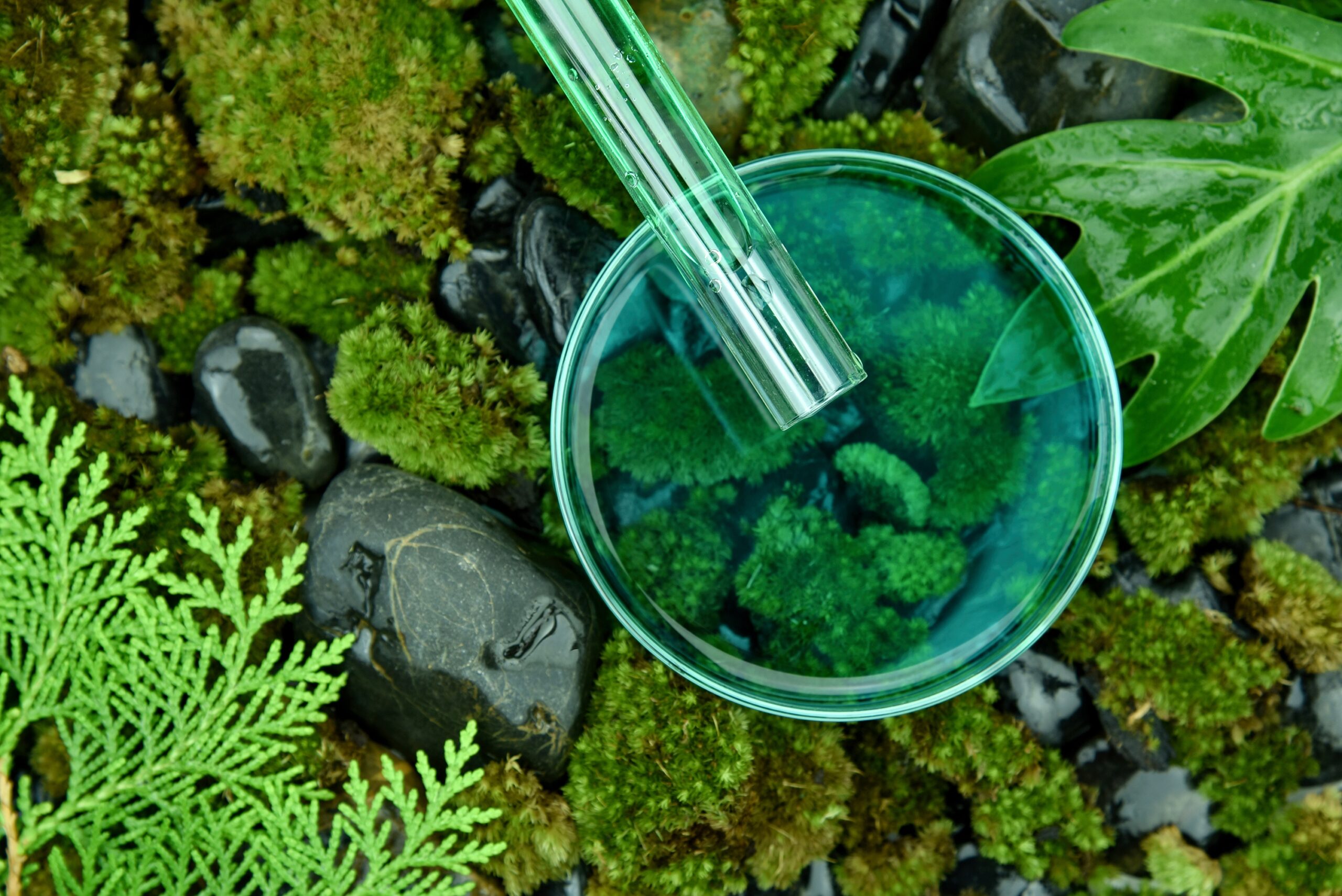 Laboratory glass petri dish filled with green liquid and moss.