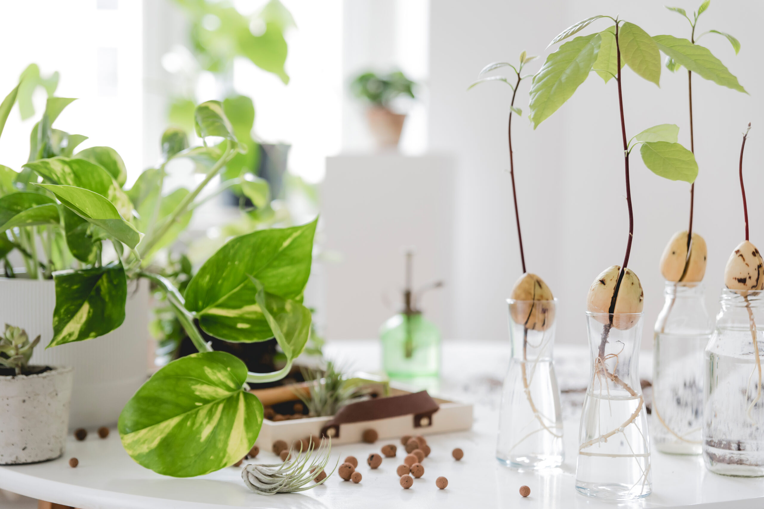 Stylish and botany composition of home interior garden filled a lot of plants in different design, elegant pots on the white table. White backgrounds walls. Green is better. Spring blossom.